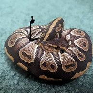 Slither_Drake