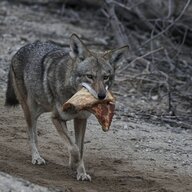 Local Coyote