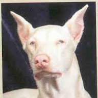 Dobermannt654