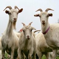 Several Goats