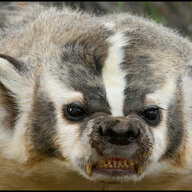 AlphaBadger