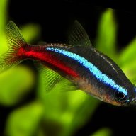 Neon Tetra