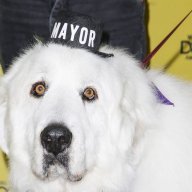 MayorPorkins