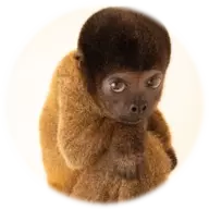 mounki