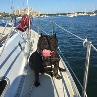 SamSalamander34