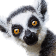Leprous Lemur