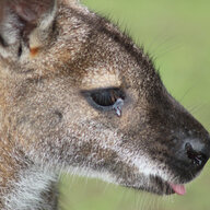 Wallaby