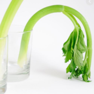TurgidCelery