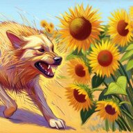 Helianthus