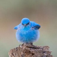 Twitter Hate Mob