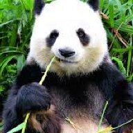 Green Panda