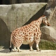 Pygmy Giraffe