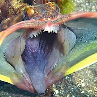 Sarcastic Fringehead