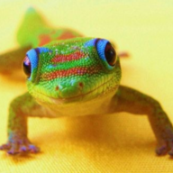 Lucky Leaping Lizard