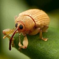 Chaotic Weevil
