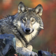 DDWolf