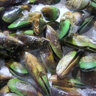 Pure Mussel