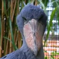 Balaeniceps Rex