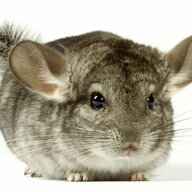 Standard Gray Chinchilla
