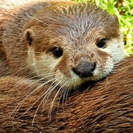 Plant Aqua Mammal