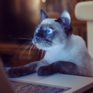 PC Kitten