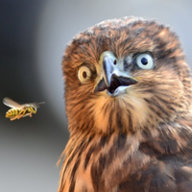 Accipiter