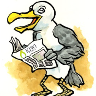 seagull