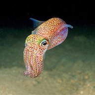 Tentacles