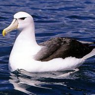 AlbatrossSting