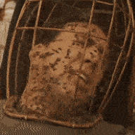 Guy Made Of Bees