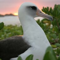 lordofseagulls
