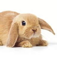 Lagomorph Lucy