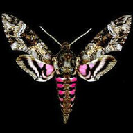GriffithHawkmoth