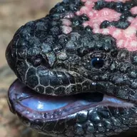 heloderma_suspectum