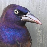 Corvid-19