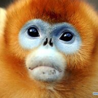 Great Monkey King
