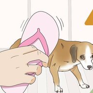 pregnantdog