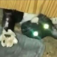 void.exe crashed