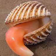cockle