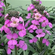 Erysimum