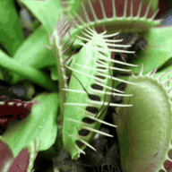 Carnivorous Plant 2.0