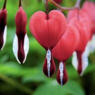 Bleeding Heart