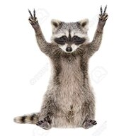 Drunk Raccoon
