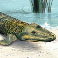 king_tiktaalik