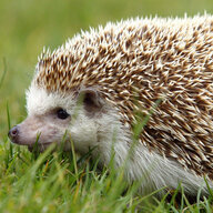 Mr. Hedgehog