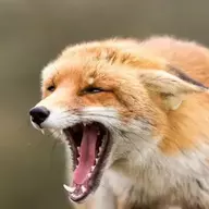 FoxLover9999