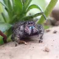 Bug_Boi