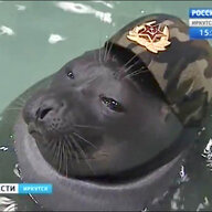 Gravy Seal