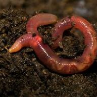 slipperyworm
