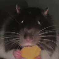 Kokton